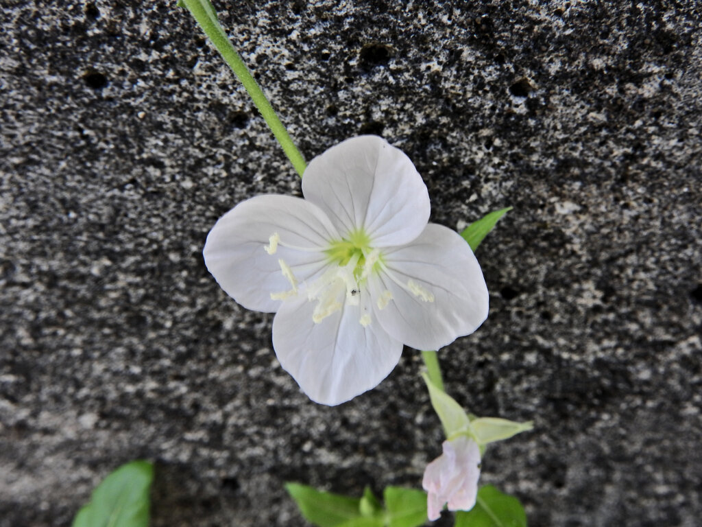 赤花夕化粧 （あかばなゆうげしょう）の白花　２