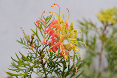 グレビア 4 グレビア 4