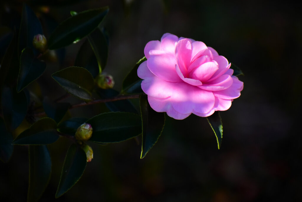 山茶花　（サザンカ）６