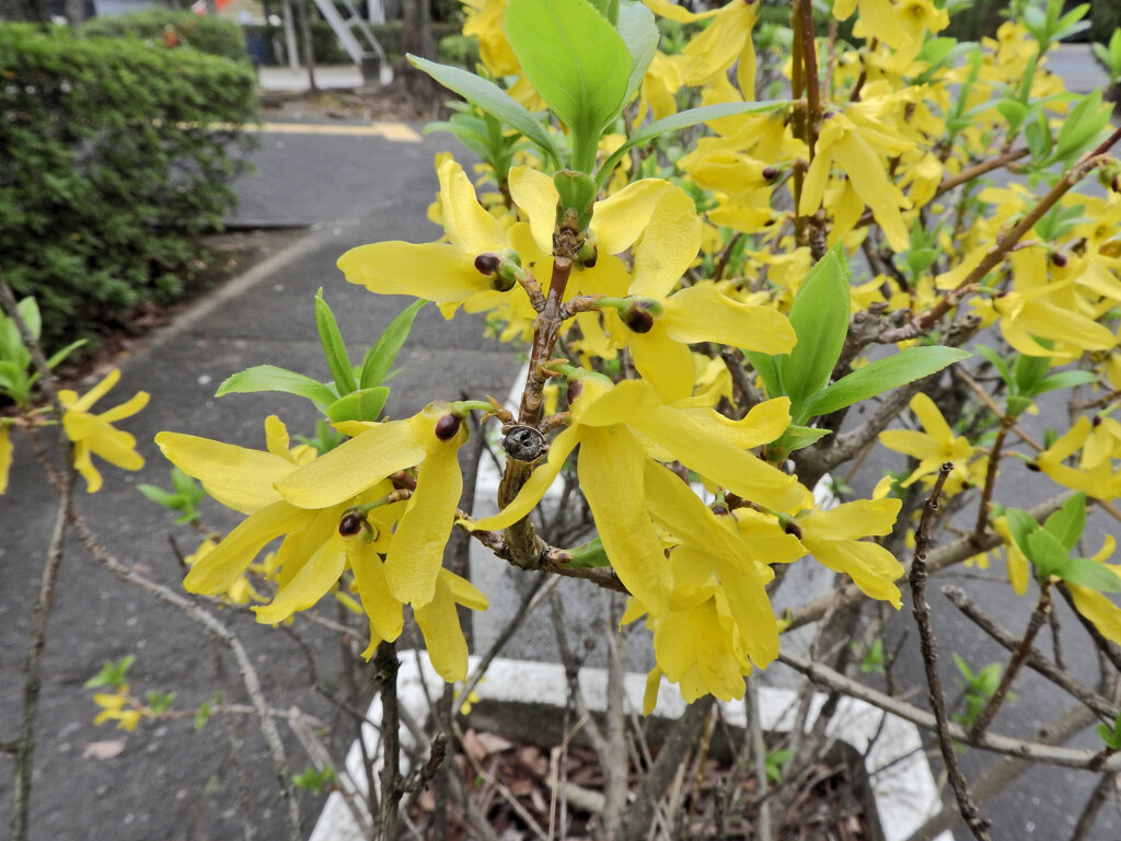 レンギョウ　１