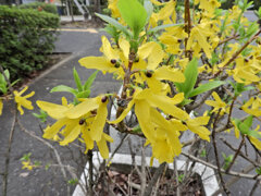 レンギョウ　１