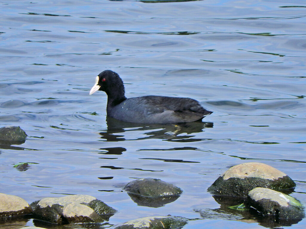 オオバン　ｷﾀ━(´◕ฺω◕ฺ｀)　２