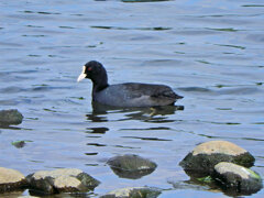 オオバン　ｷﾀ━(´◕ฺω◕ฺ｀)　２