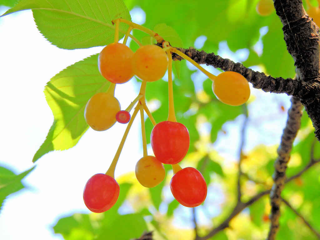 河津桜の実　３