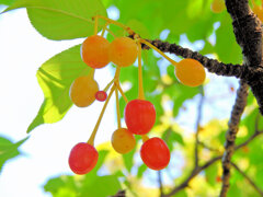河津桜の実　３