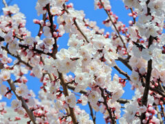 杏（あんず）の花　２