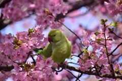 河津桜を喰い散らす　ワカケホンセイインコ　⑩