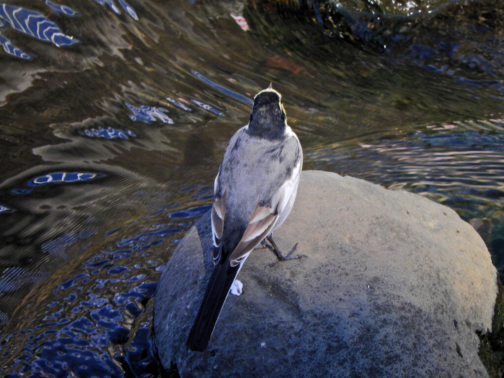 ハクセキレイ　１