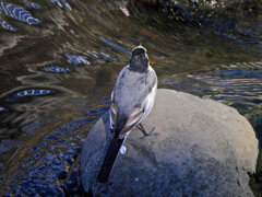 ハクセキレイ　１