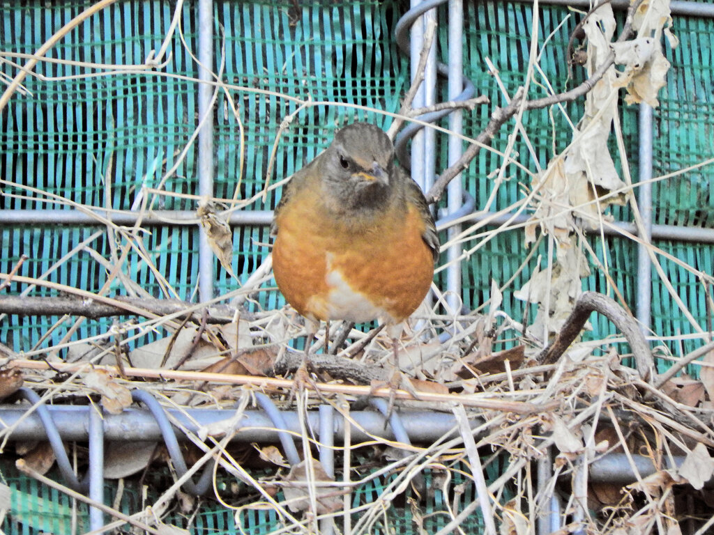 アカハラ　出没!!　２