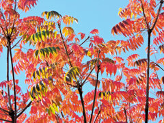 「山黄櫨（やまはぜ）」（紅葉）３