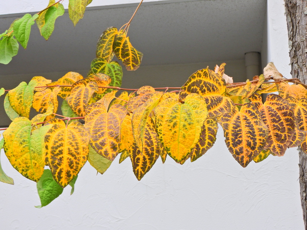 桂 （かつら）の紅葉　３