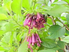 イオクロマ・キアネウ　４