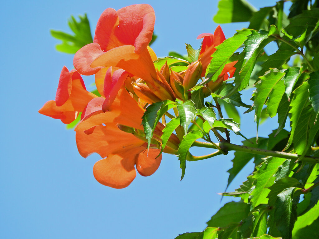 「アメリカ凌霄花」３