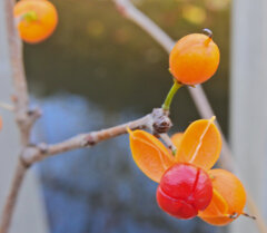 弾けた　ツルウメモドキ（蔓梅擬）４