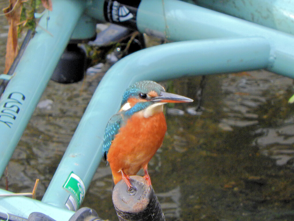 河川に捨てられた自転車のハンドルに・・・　翡翠さん　４