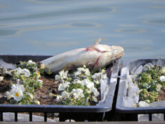 等々力緑地公園・・釣り堀池・・花イカダで　１