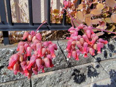 カランコエ　胡蝶の舞　（多肉植物）５