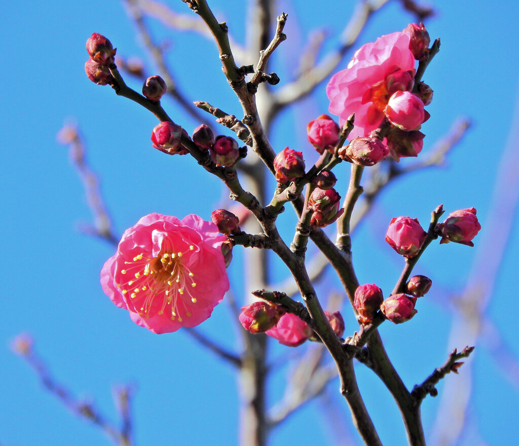 紅梅が開花　２