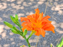 薮萱草 （やぶかんぞう）萱草（わすれぐさ）２