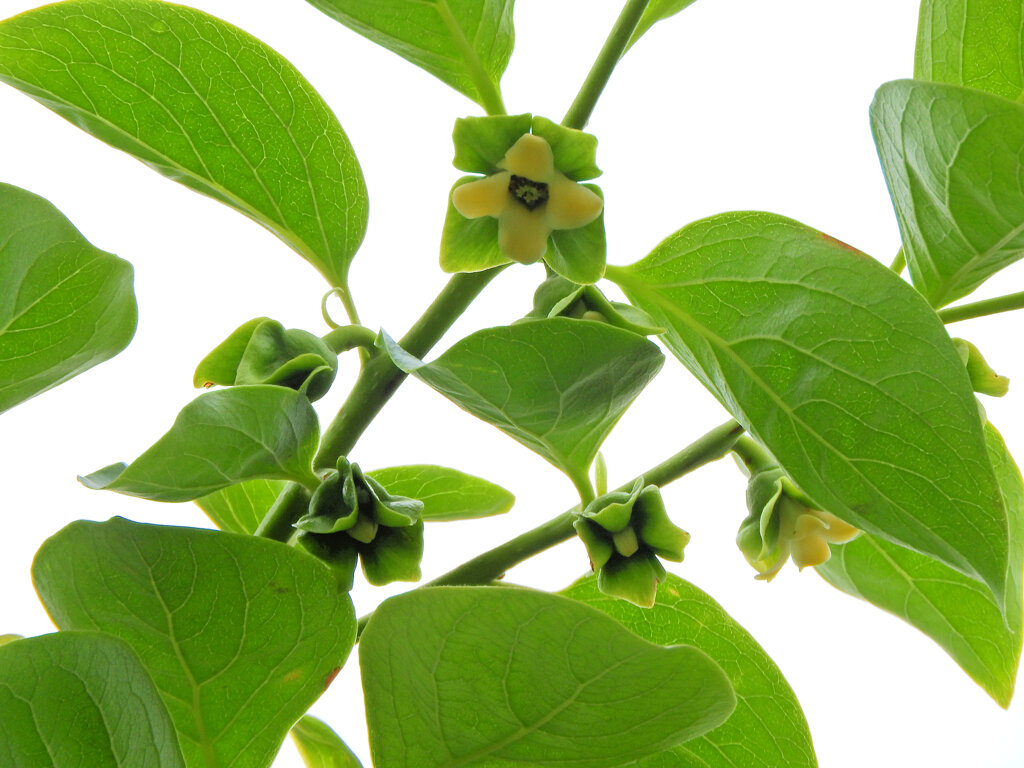我が家の甘柿の花　４