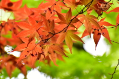 春紅葉　13