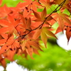 春紅葉　13