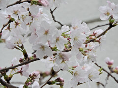 染井吉野　開花宣言！！　@川崎市高津区  ５