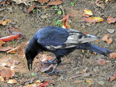 カラス　白い羽が混ざった個体　４