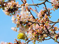 サクジロー⌒(ё)⌒　５