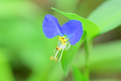 梅雨入り・露草 （つゆくさ）４
