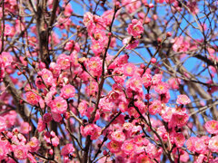 満開の紅梅　１