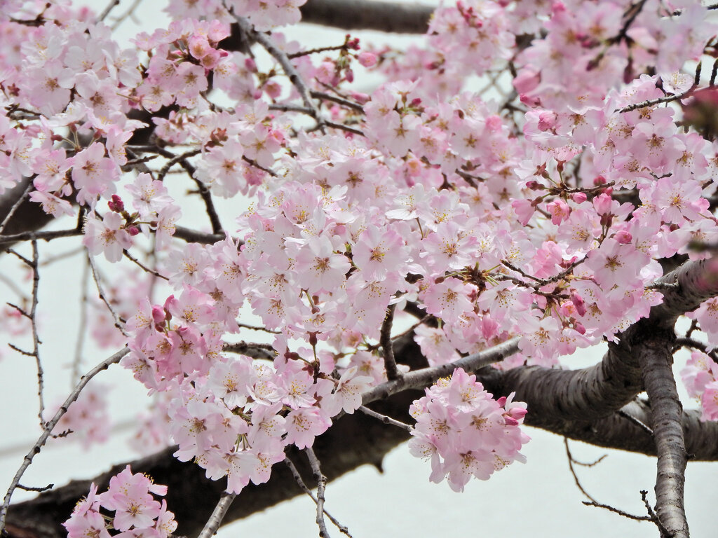 枝垂れ桜　開花　６