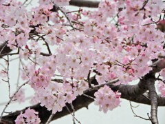 枝垂れ桜　開花　６