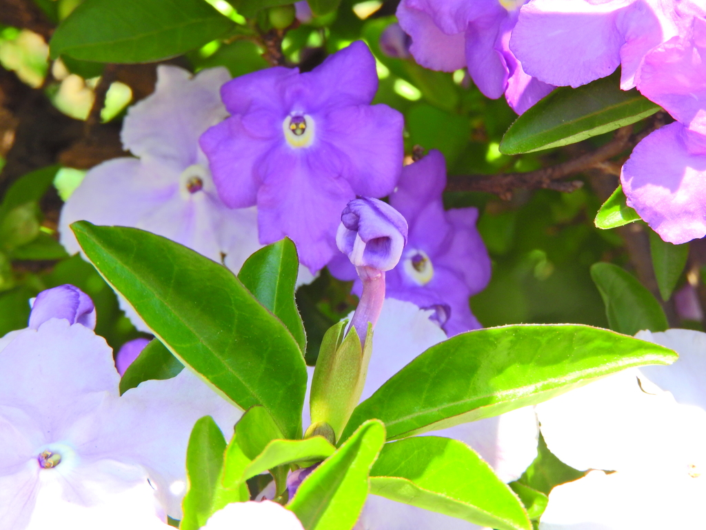 匂番茉莉（においばんまつり）４