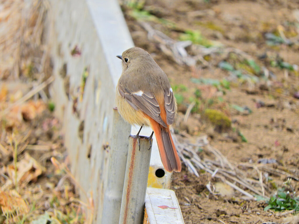 ジョビ子さんと遊んだ(∩.∩）　４