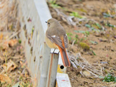ジョビ子さんと遊んだ(∩.∩）　４