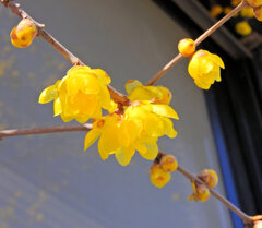 寒風・強風　吹く・・蝋梅　７