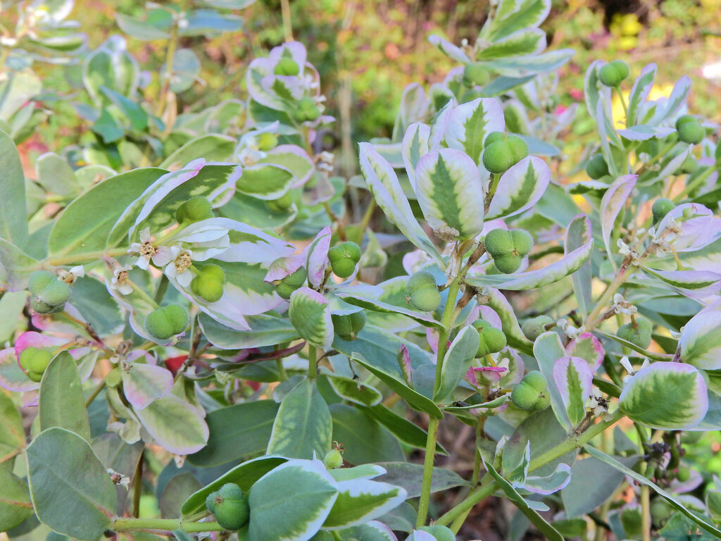 初雪草 （はつゆきそう）５