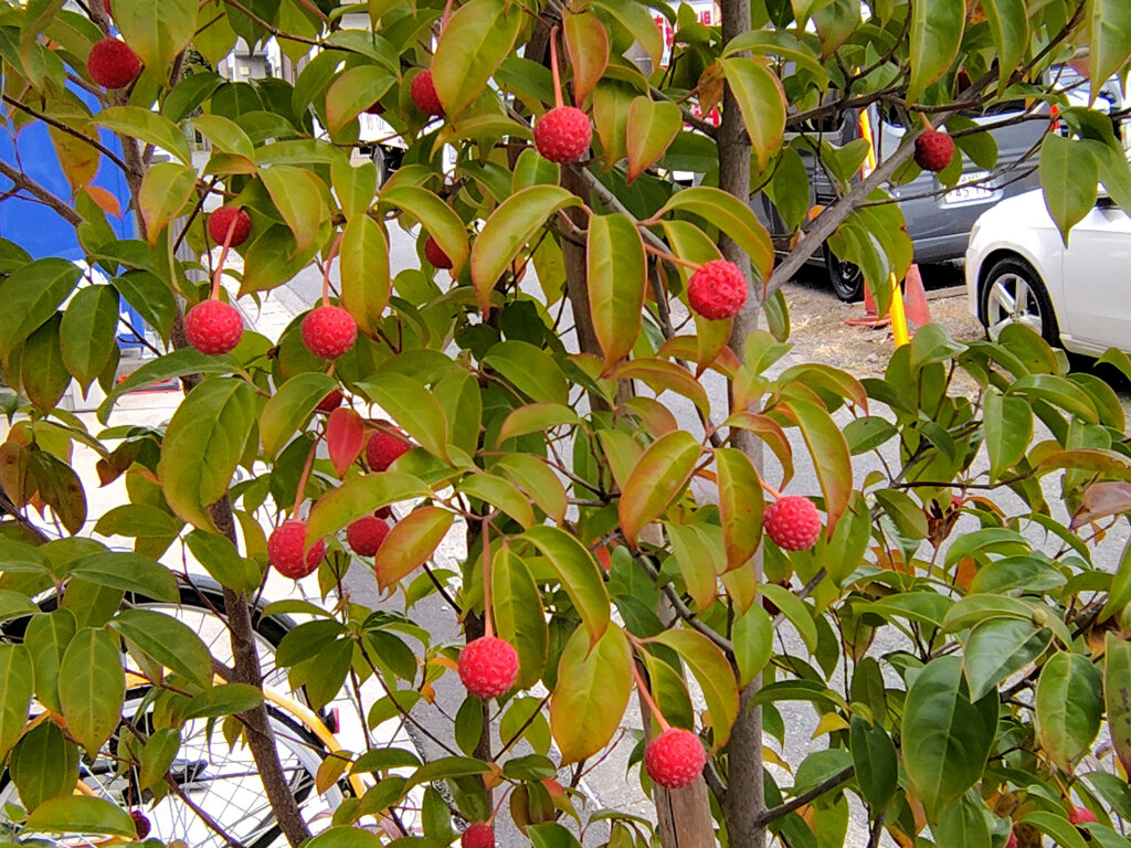 真冬の　ヤマボウシの実　５