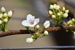 梨の花　開花　３