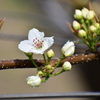 梨の花　開花　３