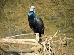 カワウ　さん　2/3