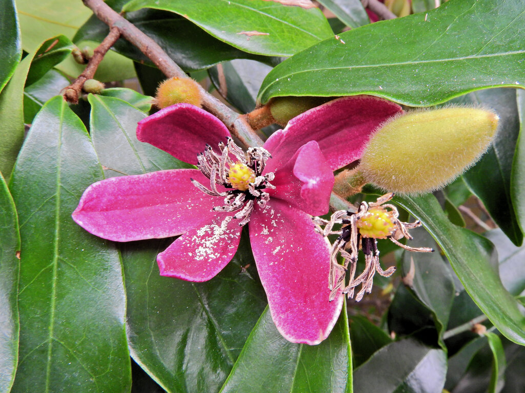 オガタマノキ・パープルクイーン　１