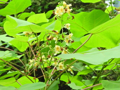 木大角豆 （きささげ）３