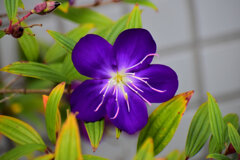 紫紺野牡丹　（しこんのぼたん）2/3