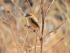 今季初の出会い　モズ子　さん