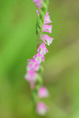 捩花 （ねじばな）捩摺（もじずり）７