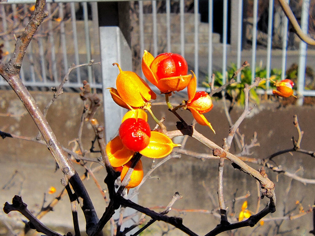 ツルウメモドキ／つるうめもどき／蔓梅擬 ..１