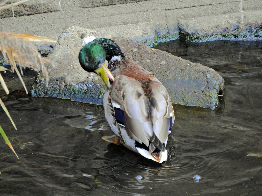 マガモ　さん　５